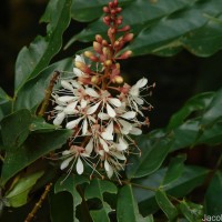 Humboldtia laurifolia Vahl